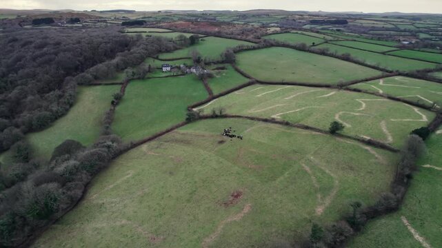 Drone footage soaring over lush green fields, hedgerows, and a herd of cows in the countryside