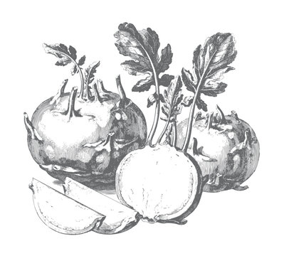 Kohlrabi cabbage turnip collection with whole bulbs, sliced root, and leafy tops. Vintage botanical ink sketch illustration.