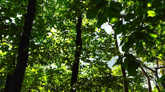 Urban Forest Nature Background with Sunlit Green Canopy Swaying above Distant City Building