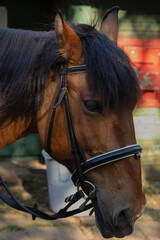 Obraz premium Close-up portrait of a brown horse with long black mane and bridle outdoors