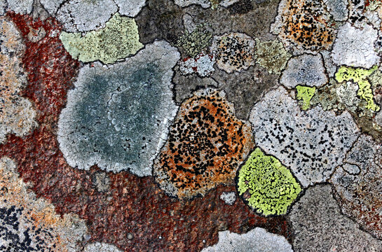 composizione astratta; mosaico di licheni