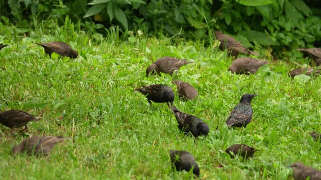 Dark starlings peck at green grass. Lush vegetation fills the landscape. Several birds forage together. Sunlight highlights the scene. Perfect for nature documentaries. Ideal for ecological projects
