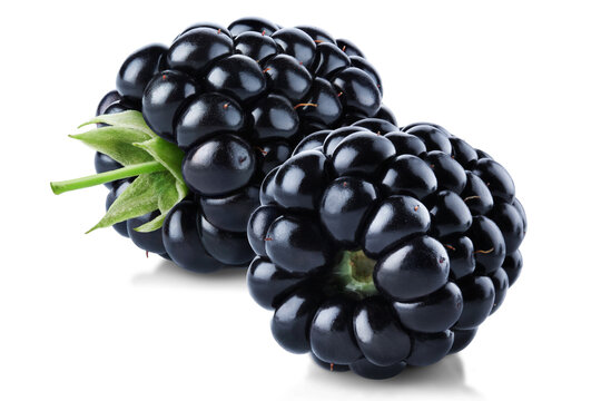 Pair of juicy ripe blackberries isolated on transparent background.