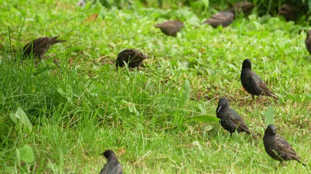 starlings on the green grass have descended to the ground for food and are walking along the grass in search of food.
