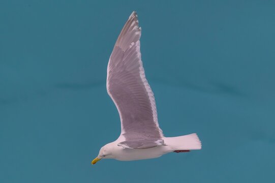 Glaucous Gull in Flight Close Up at Glacier Bay National Park, Alaska.