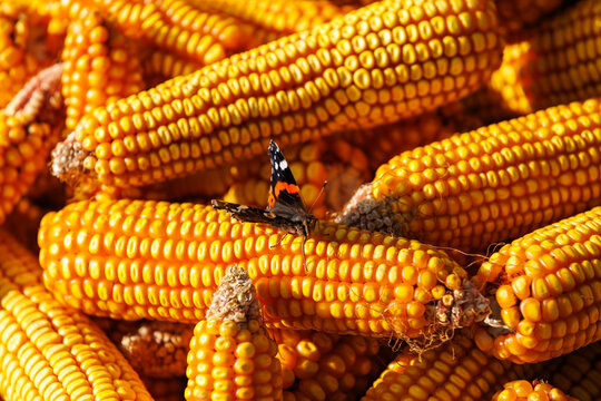 Red admiral butterfly resting on dry yellow corn cobs after autumn harvest