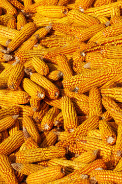 Dry yellow corn cobs background after autumn harvest on farm field