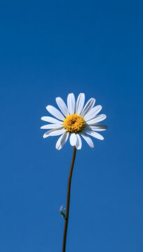 white daisy set against a blue backdrop