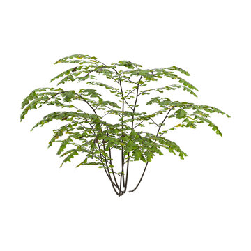3d rendering of pteridophytes adiantum plant isolated on transparent Canvas