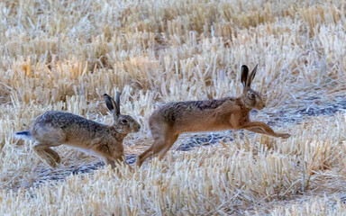 Pair of Eurasian hares chasing in a stubble field. UK, England. © Robert Parker