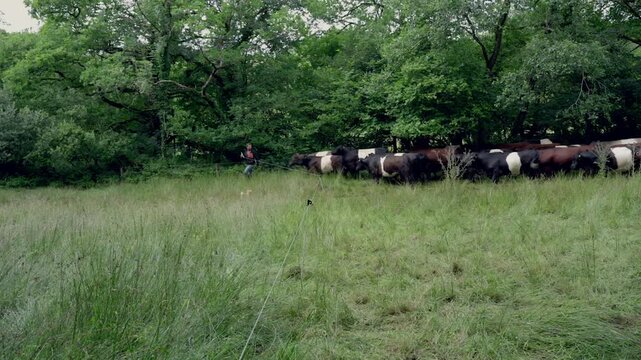 Herd of belted galloway cows walking through a pasture guided by a farmer and a dog