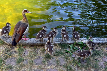Nilgansfamilie im Stadtgarten von Freiburg © christiane65