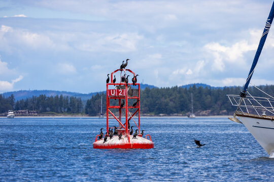 Cormorants Perched On Red Navigation Buoy Near Sailboat Off Sidney, Vancouver Island, BC, Canada