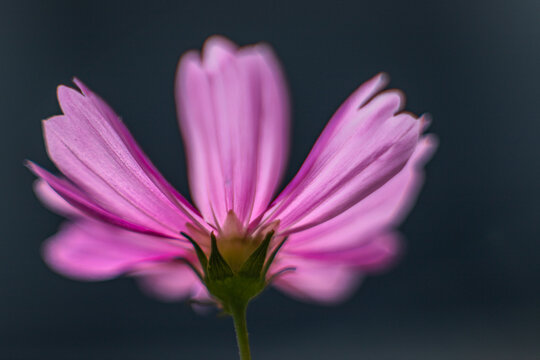 Schmuckk&ouml;rbchen/Kosmos Bl&uuml;te im Gegenlicht