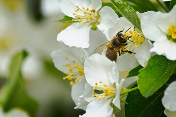 Honeybee collecting pollen from white spring blossoms with soft green foliage and shallow depth of field, close macro view showing delicate petals, bright stamens, and calm natural garden atmosphere © Vegard