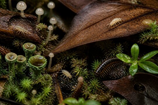 Tiny springtails exploring damp forest floor in macro view