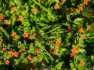 Fototapeta premium Dragonflies hover above orange wildflowers in lush green grass. Sunlight highlights vibrant petals and delicate wings. Natural forest meadow scene with detailed flora and fauna