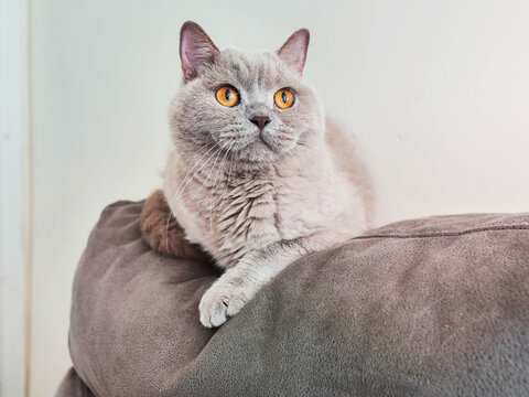 Chubby British short hair cat is resting on suede sofa. Pet has calm and bossy appearance. Indoor living home animal with it own rules and strong character. Light brown fur color.