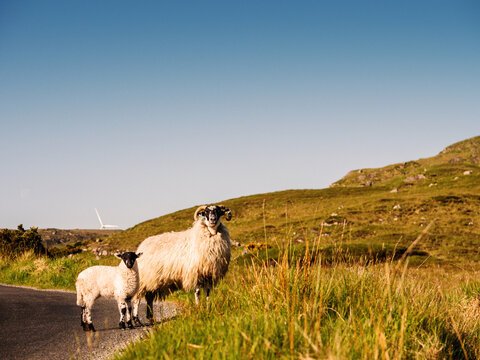 Sheep graze on grassy hills beside winding road. One sheep rests on asphalt. Hazy sky above rolling hills. Green vegetation covers sloped terrain. Scene shows rural countryside landscape