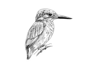 Obraz premium Graphite animal sketch, kingfisher, bird, blue and orange, kingfisher, no background, digital, fly, oviparous, fisherman, rivers, water, PNG, Black and white, pencil, cute, realistic, backgroundless
