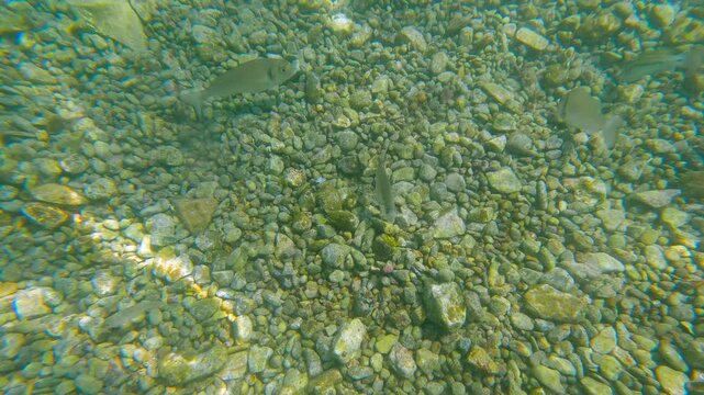 Small fish swimming in shallow water over rocks. Crystal-clear water reveals small fish gracefully navigating a rocky riverbed, their subtle movements creating a captivating underwater ballet