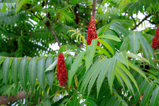 Sumac tree branches. Velvet drupe clusters and bright green foliage background. Red fruit cones on rhus shrub branches under soft daylight