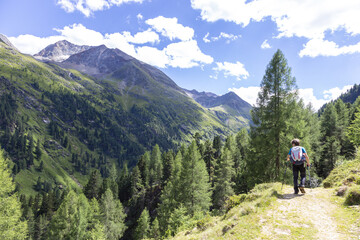 Fototapeta premium Alpine Berglandschaft mit dichtem Nadelwald und verschneiten Gipfeln