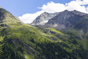 Fototapeta premium Alpine Berglandschaft mit dichtem Nadelwald und verschneiten Gipfeln