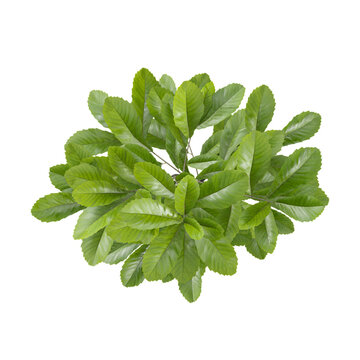 collection of camphora plant with realistic style