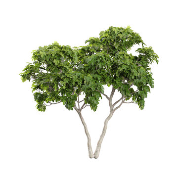 collection of carica tree with realistic style