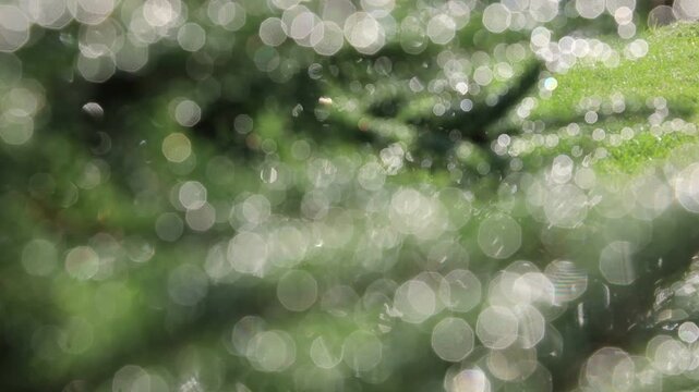 Glistening Water Droplets on Tree Branch, Post-Rain Sunlight - Seamless Loop - Zooming
