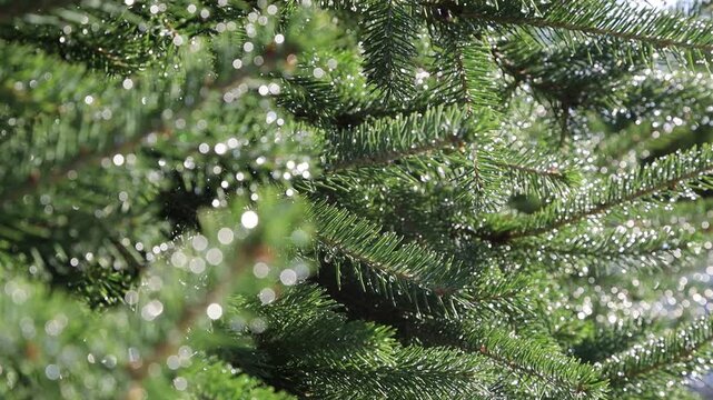 Glistening Water Droplets on Tree Branch, Post-Rain Sunlight - Seamless Loop - Zooming