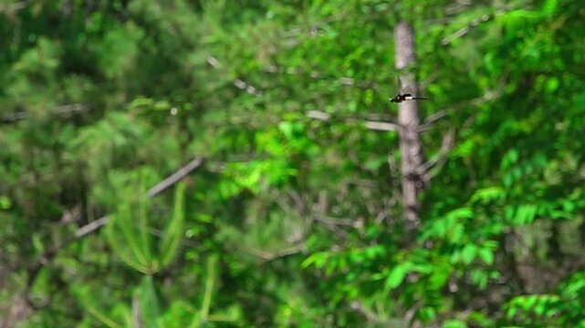 Super slow motion of a Pseudothemis zonata dragonfly flying and turning in the air against a green forest background