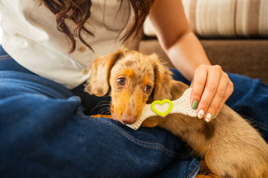 Dapple dachshund puppy chewing toy in owner's lap