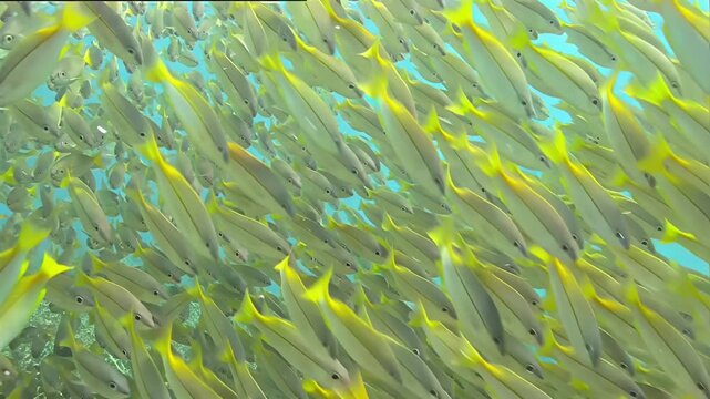 Massive School of Yellowtail Snapper Fish Swimming Together Underwater
