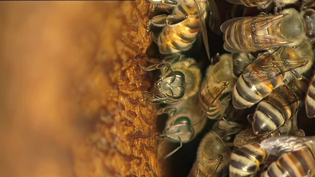 Close-up macro view of honeybees clustered together on a honeycomb surface