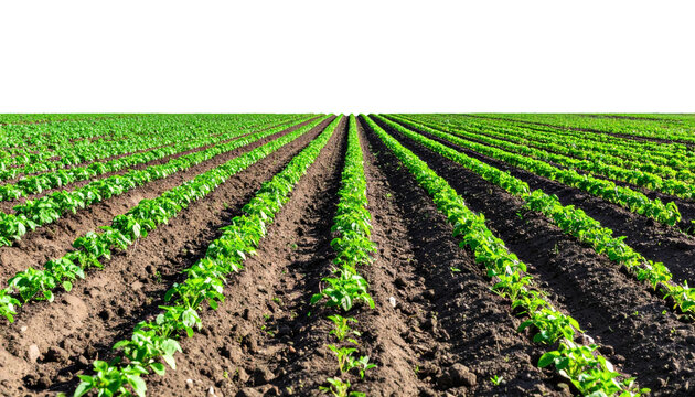 Potato field rows with young green plants growing in brown soil under bright sunny daylight, captured in a wide perspective view&nbsp;