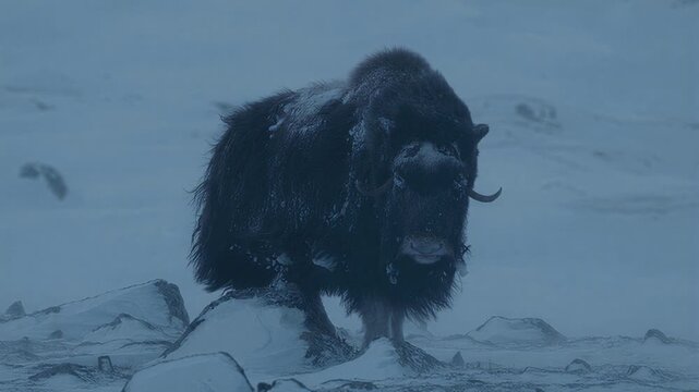 Majestic musk ox stands strong against harsh arctic blizzard conditions