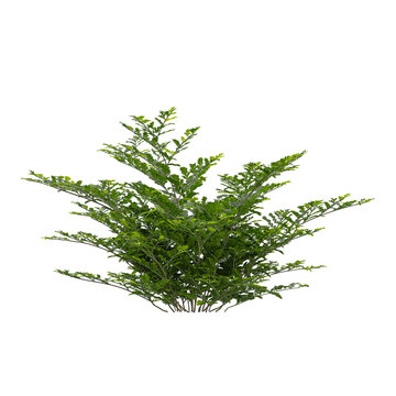 collection of Davallia plant on transparent canvas