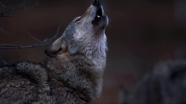 Close-up of a wolf howling in the wilderness at dusk