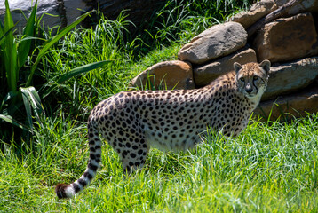 Cheetah (Acinonyx jubatus) © Tara