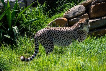 Cheetah (Acinonyx jubatus) © Tara