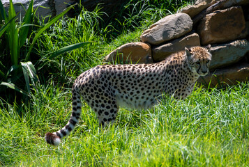 Cheetah (Acinonyx jubatus) © Tara