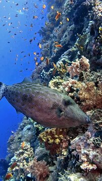 Scrawled Filefish (Aluterus scriptus) . Taken in Sharm el sheikh, Egypt.	