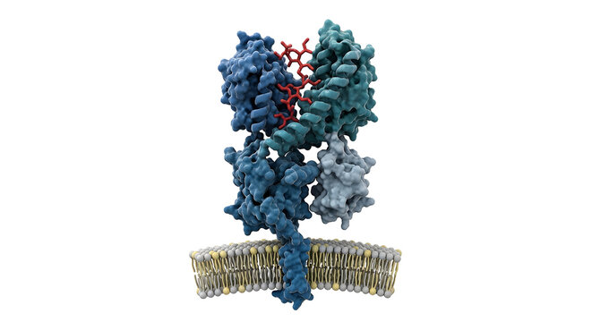 3D Render of MHC Class I Molecule Presenting a Viral Peptide Antigen on an Infected Cell Membrane