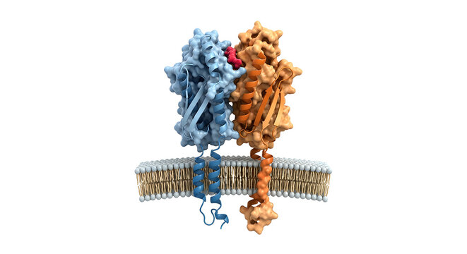 3D Render of MHC Class II Protein Presenting an Antigen Peptide on a Cell Membrane