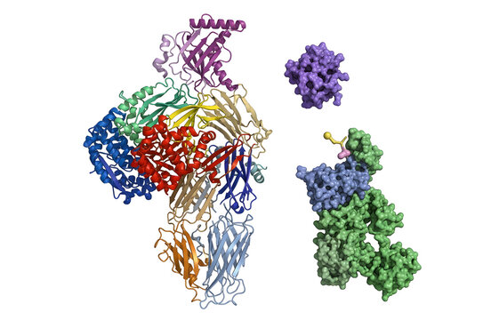 Hyper-Realistic 3D Render of Complement Protein C3 Splitting into C3a and C3b During Immune Activation