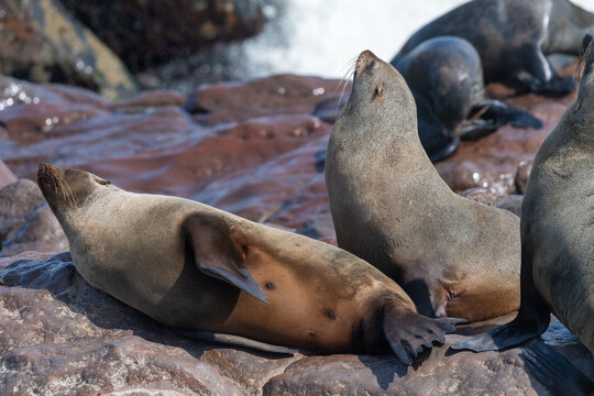 Cape Fur Seals - Arctocephalus pusillus- on the beach of Cape Cross Seal colony, along the skeleton coast of Namibia