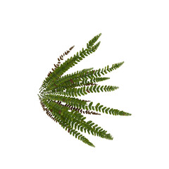 fern isolated on white background © Fouzia