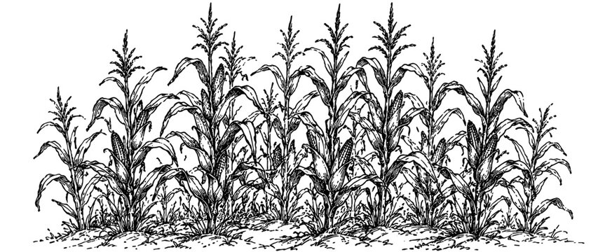 Traditional engraving featuring healthy corn plants growing in fertile farmland, representing agriculture, harvest, cultivation, and rural farming.